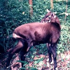 The Saola