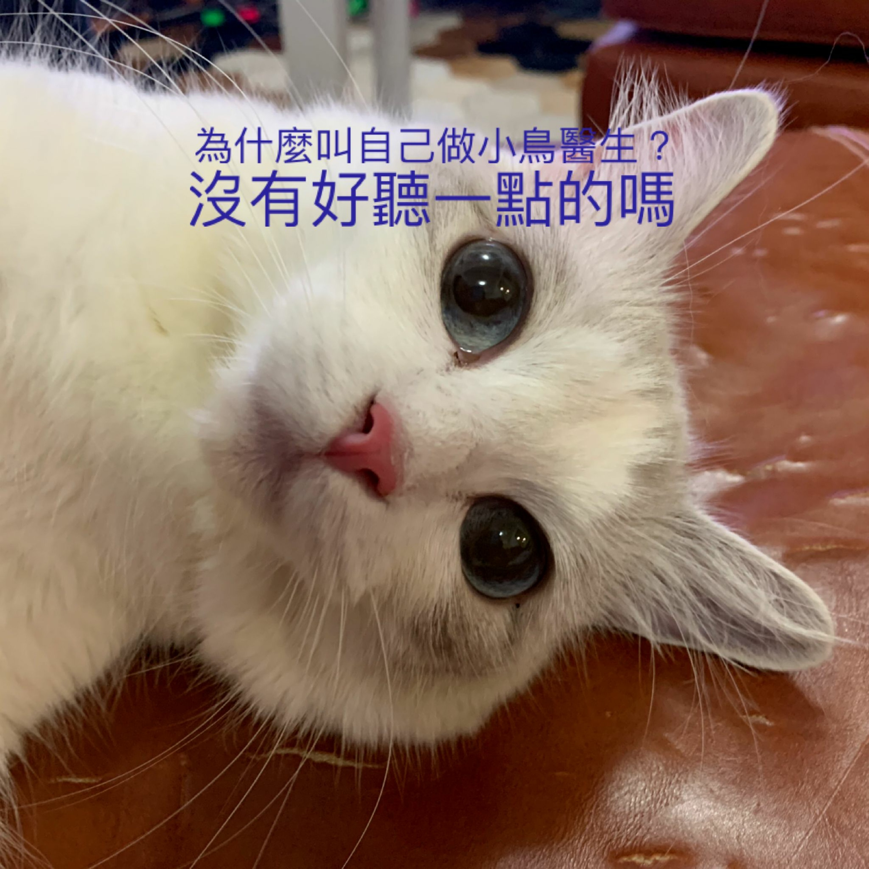 小鳥信箱 —— 為什麼叫自己做小鳥醫生?沒有好聽一點的嗎