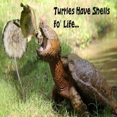 Turtles Have Shells Fo' Life