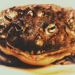 Bullfrog