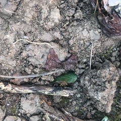 Diary of a Stick Insect 02_09_21