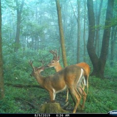 poison tree (72 toro version)