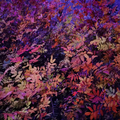 Premiere: David Cordero & Aiko Takahashi - Matter [Noray Records]