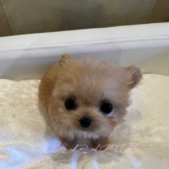 チワプー子犬の安心サポート付き紹介｜TIARA PETS