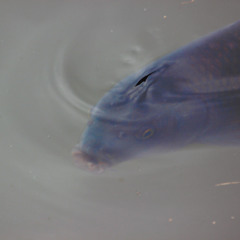 Afloat