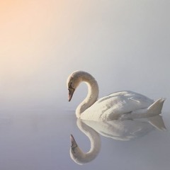 Saint-Saëns, transcribed by Godowsky   Le Cygne, The Swan サン＝サーンス、ゴドフスキー編曲 白鳥