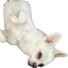 live BASSKET mastak records