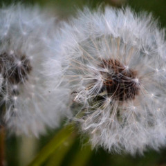Cavetown - "Empty Bed" (slowed + reverb)