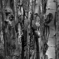 Populus tremuloides: Iddo Aharony (cycles.scales.webs.dreams)