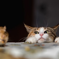 the_higher - Cats and Mouse
