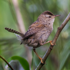 Marsh Wren song - Tivoli Bays WMA, Tivoli, NY