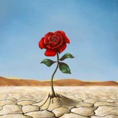 A - Rose - In - The - Desert