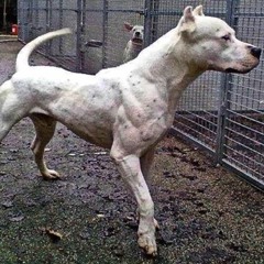 scorpo - Chase (prod. mozky)[y2020]