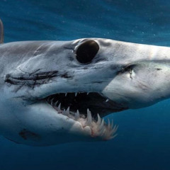 Kolton Ison - Self Made (prod.Dreks)