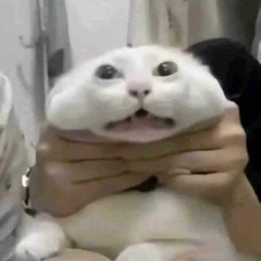 nàng kiều lỡ bước tune drill ( tiktok )