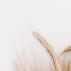 harvest_211121