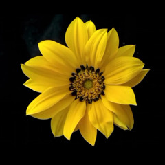 Growing (prod. 1shimly)