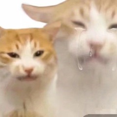 sad kitty