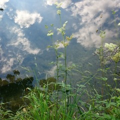 drop everything and just be.