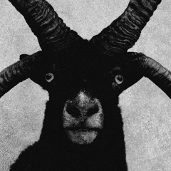 DARK SHEEP