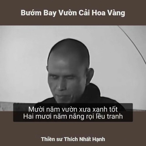 Bướm bay vườn cải hoa vàng Thiền sư Thích Nhất Hạnh