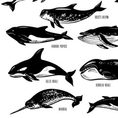 Sex Toys - Whales Master