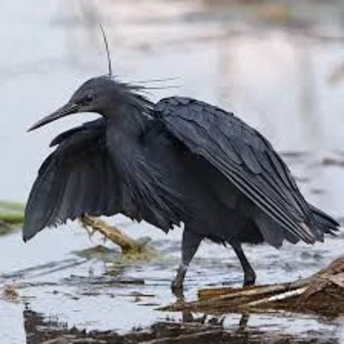 ARTCØRE [TECHNO] - Aironi Neri (original Mix) FREEDOWNLOAD