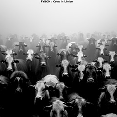 Cows in Limbo