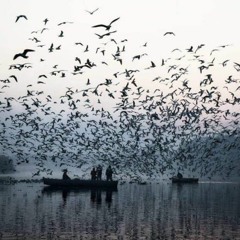 Haec avis lapis in transform/ Transforma esta ave en piedra