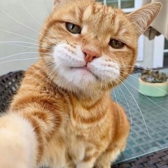 9lives