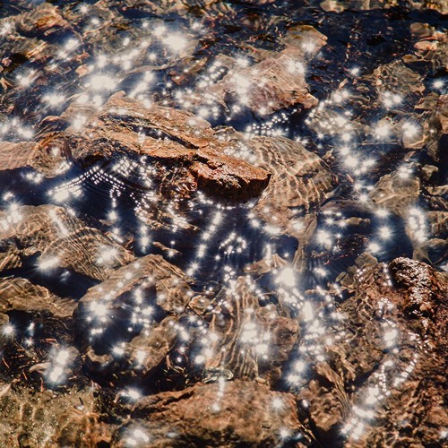 Yellow Turtle (w/Louie Simon)