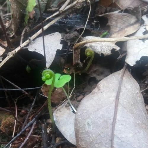 Improvisación De Dialogo Flauta - Voz