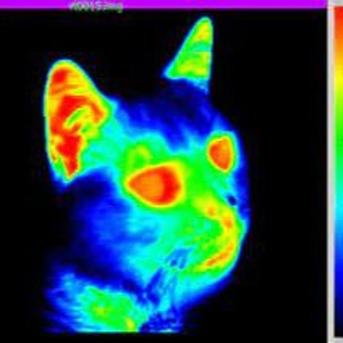 the Skibbidiest person i've ever met