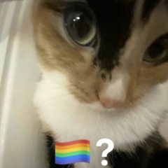 WHAT GAY SHIT THE LAW⁉️