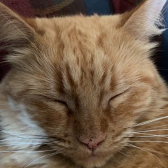 A walk in the space foresTTT