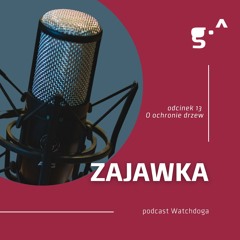 Zajawka. Podcast Watchdoga. Odc. 13. O ochronie drzew