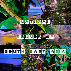 2. Nighttime In Sabah Rainforest (Borneo)