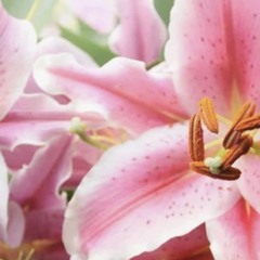 GIRLIPOP (prodfaint)