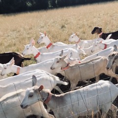 💣 Free DL Bombs (thanks 😘)_3