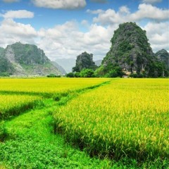 Se chỉ luồn kim_VNSO