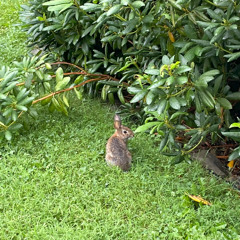 The Fox and the Mouse