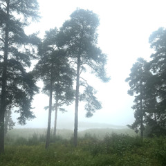 skogen viskar