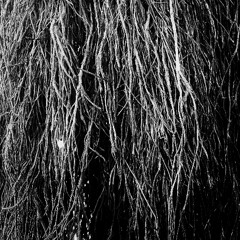 Merzbow, Iggor Cavalera, Eraldo Bernocchi - Ceiba Pentandra