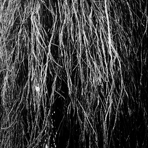 Merzbow, Iggor Cavalera, Eraldo Bernocchi - Swietenia Macrophylla