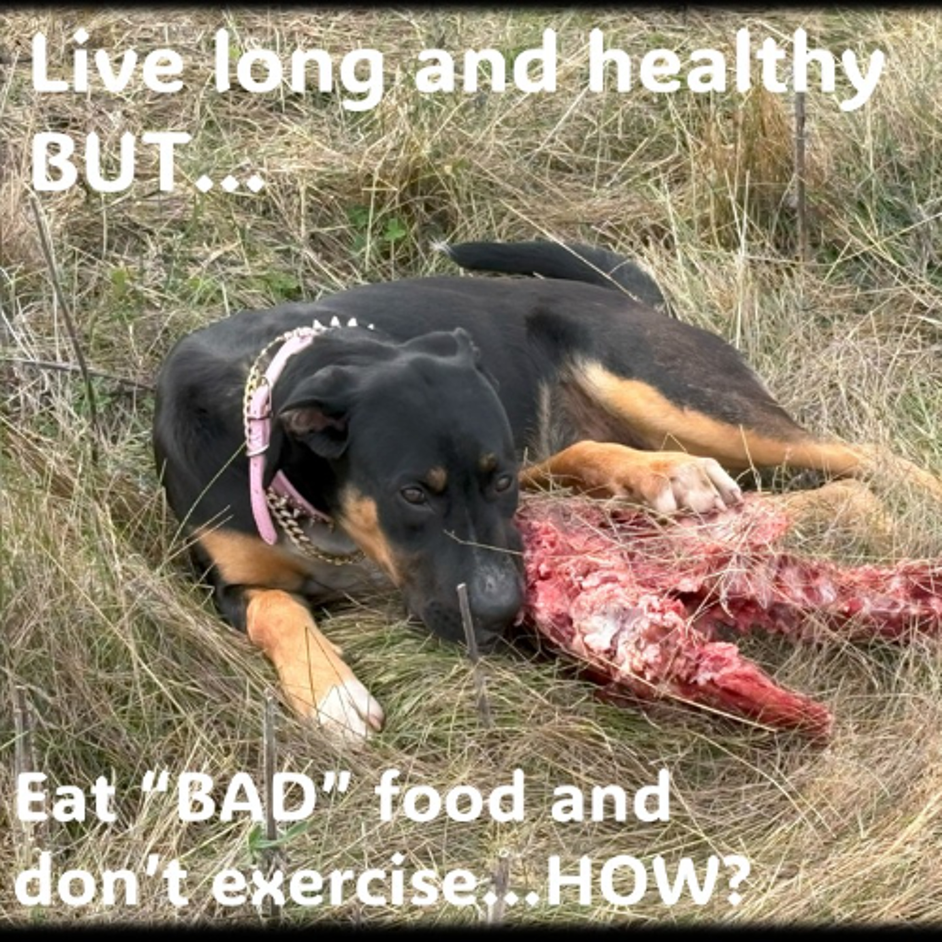 Eat Junk Food- No Exercise - Live long- HOW