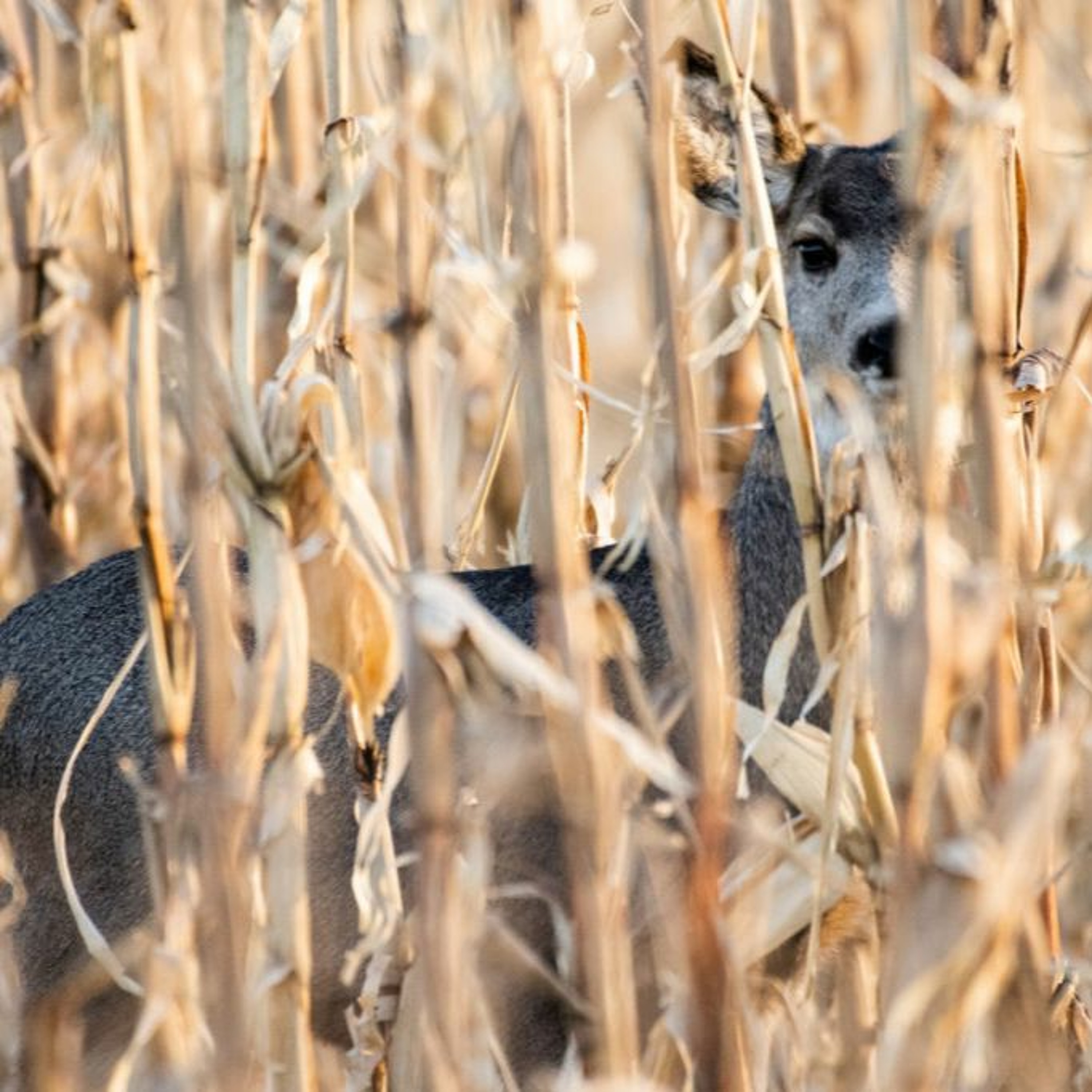 PreSeason Predictions