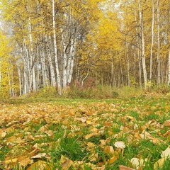 پائیز، پائیز، پائیز - فریبرز لاچینی - Autumn, Autumn, Autumn - Fariborz Lachini