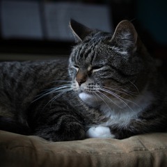 Everyone Else Is Still Sleeping