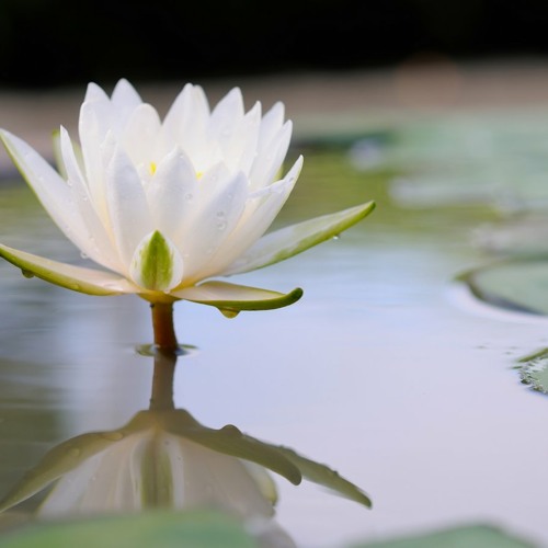 Stream 白蓮花 伴奏音樂 By 唯佛宗風 Listen Online For Free On Soundcloud