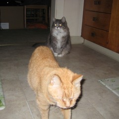 stray star demo prod equinox04k